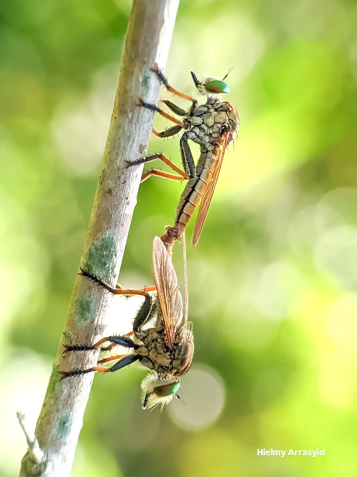 This Photographer Captures Incredibly Detailed Insect Photos Using Only A Smartphone (32 Pics)