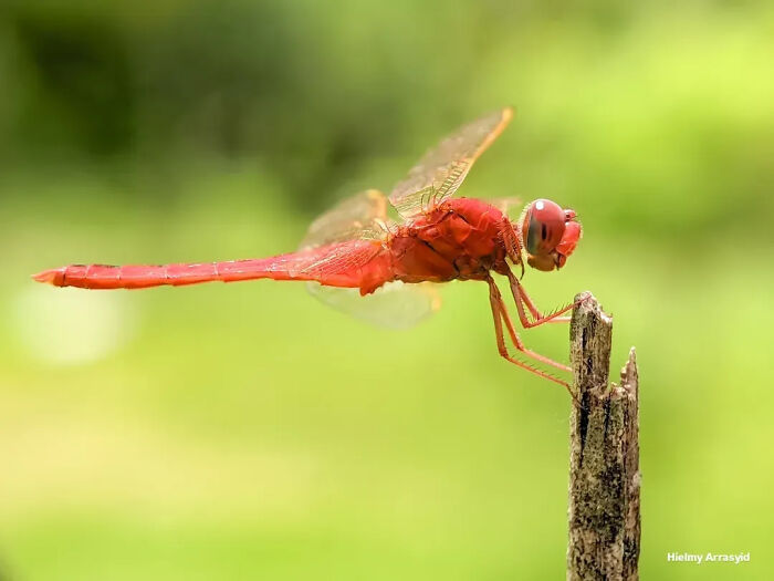 This Photographer Captures Incredibly Detailed Insect Photos Using Only A Smartphone (32 Pics)