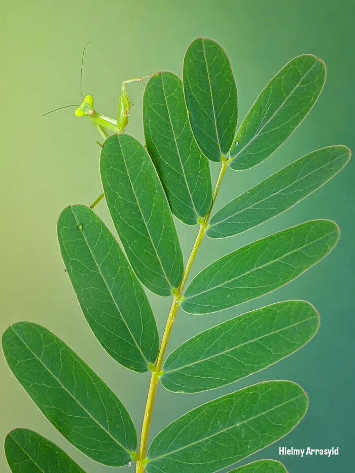 This Photographer Captures Incredibly Detailed Insect Photos Using Only A Smartphone (32 Pics)