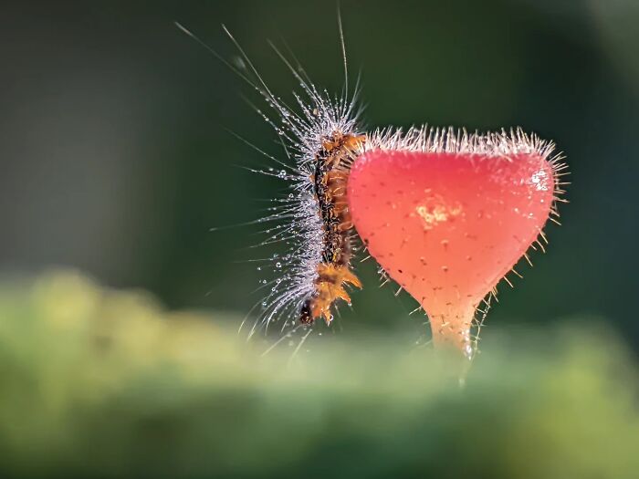 This Photographer Captures Incredibly Detailed Insect Photos Using Only A Smartphone (32 Pics)