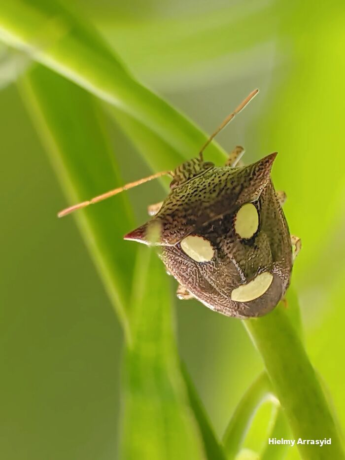 This Photographer Captures Incredibly Detailed Insect Photos Using Only A Smartphone (32 Pics)