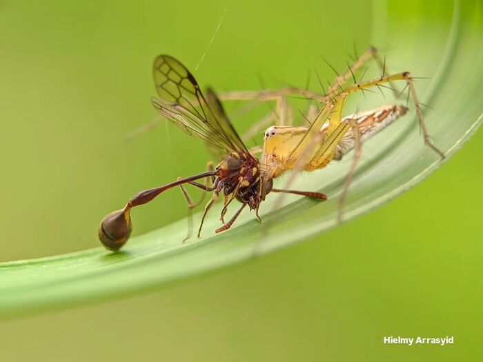 This Photographer Captures Incredibly Detailed Insect Photos Using Only A Smartphone (32 Pics)
