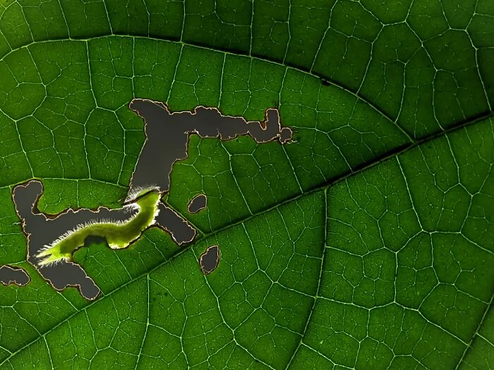 This Photographer Captures Incredibly Detailed Insect Photos Using Only A Smartphone (32 Pics)