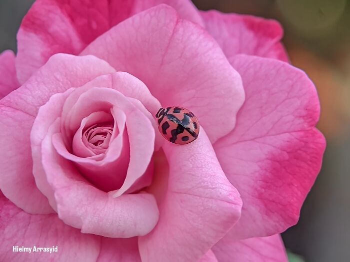 This Photographer Captures Incredibly Detailed Insect Photos Using Only A Smartphone (32 Pics)
