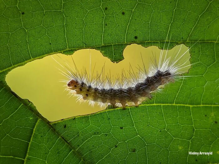 This Photographer Captures Incredibly Detailed Insect Photos Using Only A Smartphone (32 Pics)