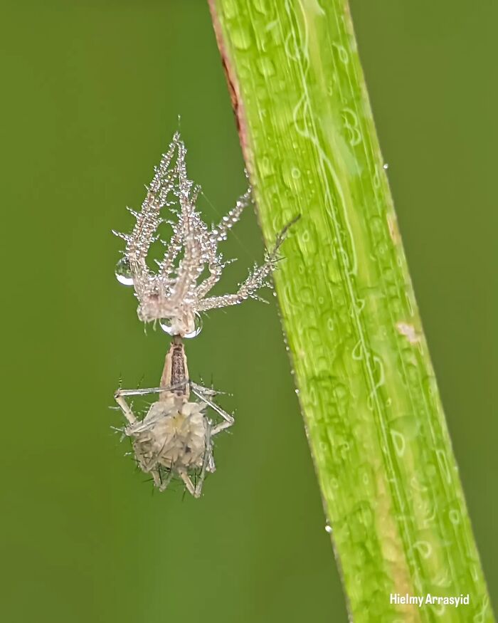 This Photographer Captures Incredibly Detailed Insect Photos Using Only A Smartphone (32 Pics)