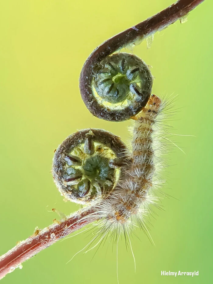 This Photographer Captures Incredibly Detailed Insect Photos Using Only A Smartphone (32 Pics)
