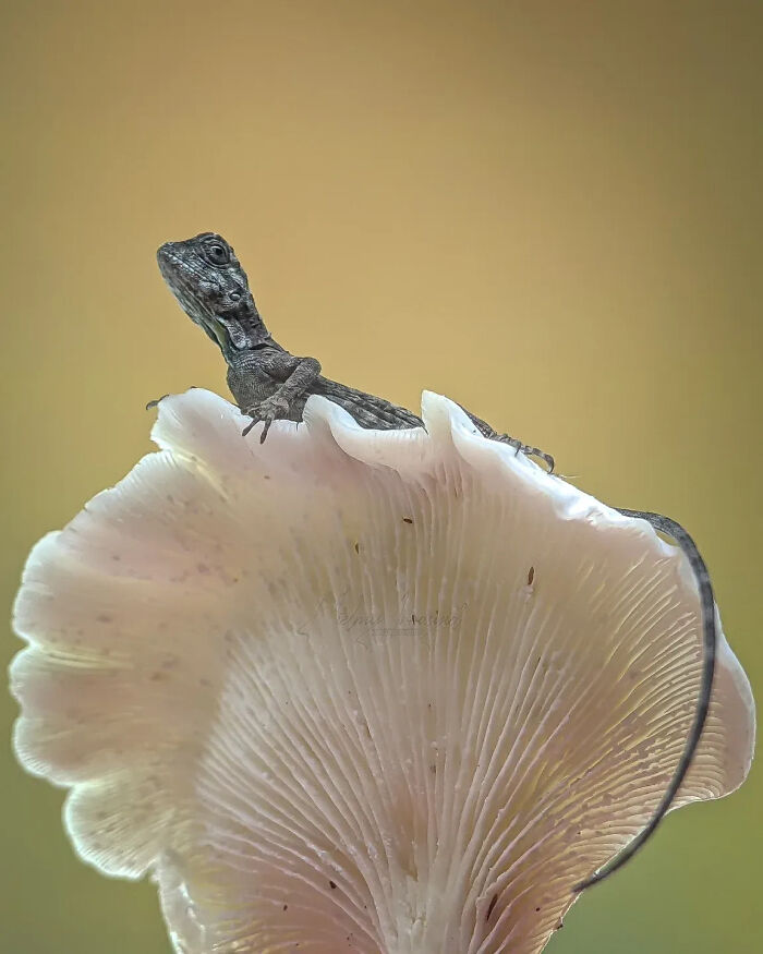 This Photographer Captures Incredibly Detailed Insect Photos Using Only A Smartphone (32 Pics)