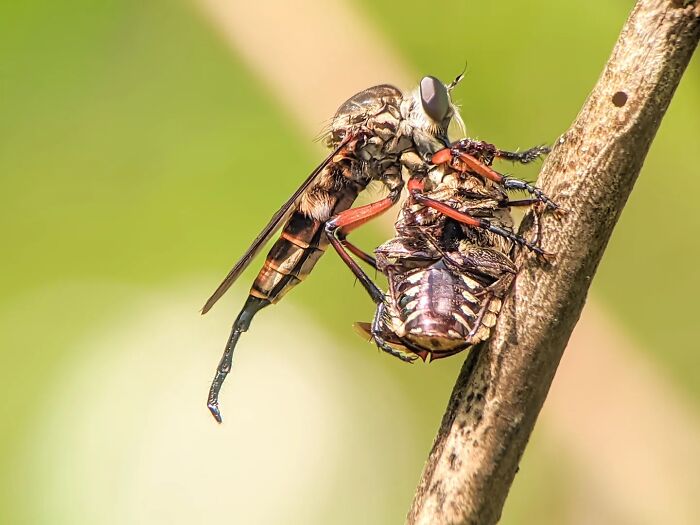 This Photographer Captures Incredibly Detailed Insect Photos Using Only A Smartphone (32 Pics)
