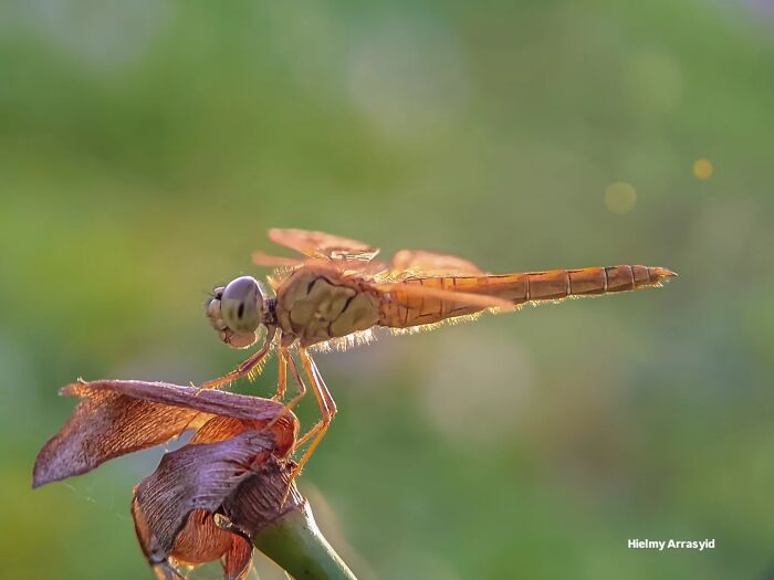 This Photographer Captures Incredibly Detailed Insect Photos Using Only A Smartphone (32 Pics)