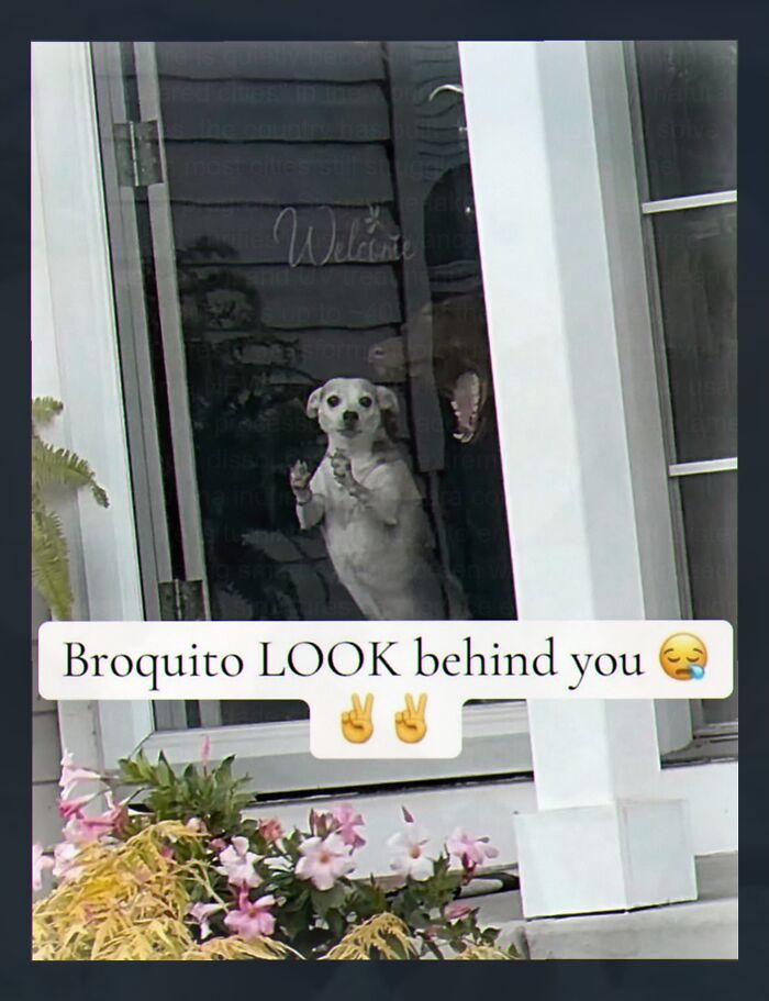 52 Weird Memes That Somehow Get Better The More You Look At Them