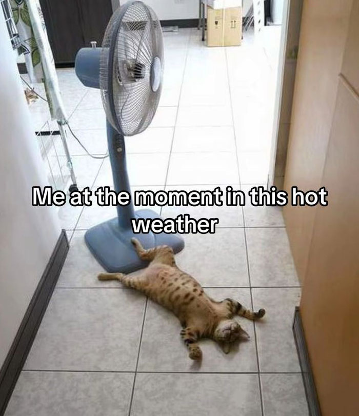 “You Know Just Who To Blame”: 62 Funny Memes About The Summer Heat Nobody Asked For