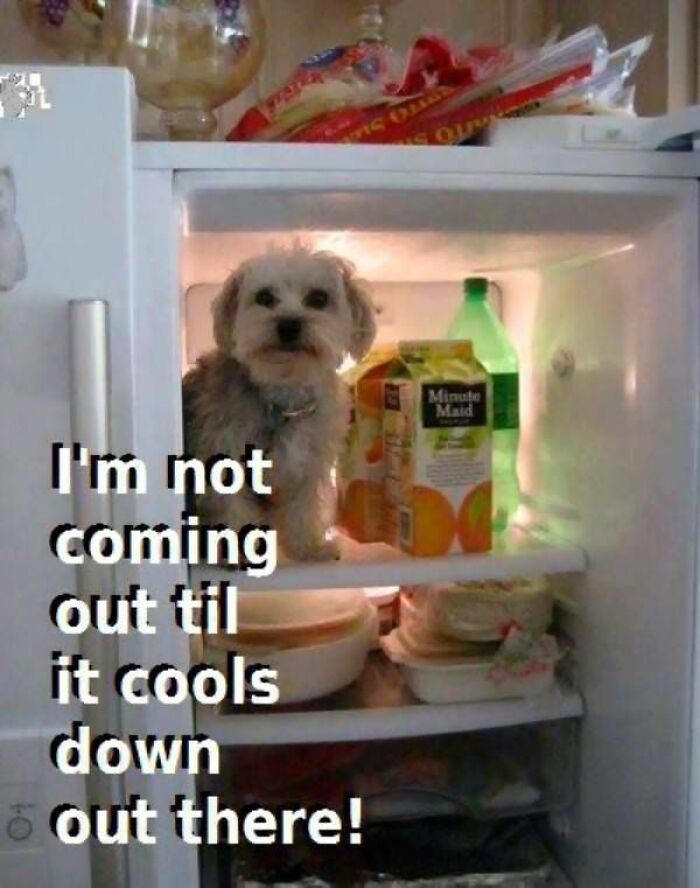 “You Know Just Who To Blame”: 62 Funny Memes About The Summer Heat Nobody Asked For