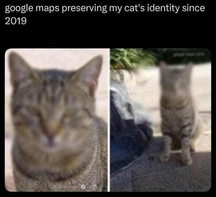 ‘Soft Cat Memes’: 42 Cute And Hilarious Pics for Your Daily Dose Of Feline Fun (New Pics) ‘Soft Cat Memes’: 42 Cute And Hilarious Pics for Your Daily Dose Of Feline Fun (New Pics)