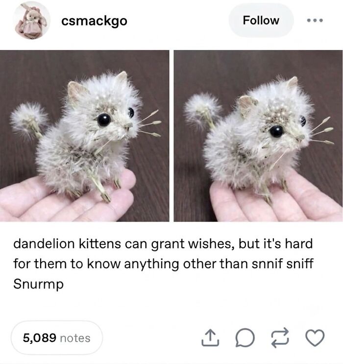 ‘Soft Cat Memes’: 42 Cute And Hilarious Pics for Your Daily Dose Of Feline Fun (New Pics) ‘Soft Cat Memes’: 42 Cute And Hilarious Pics for Your Daily Dose Of Feline Fun (New Pics)