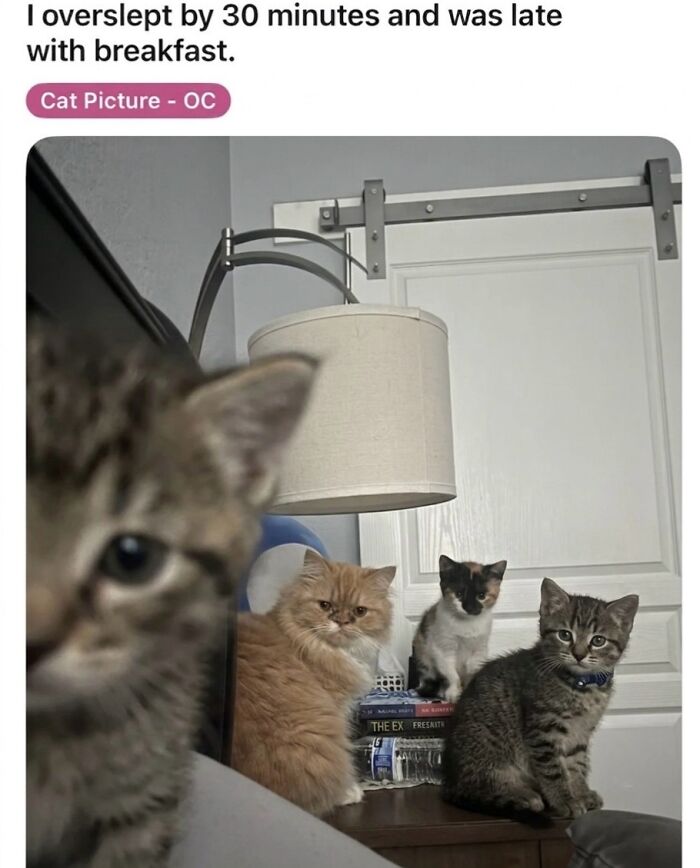 ‘Soft Cat Memes’: 42 Cute And Hilarious Pics for Your Daily Dose Of Feline Fun (New Pics) ‘Soft Cat Memes’: 42 Cute And Hilarious Pics for Your Daily Dose Of Feline Fun (New Pics)