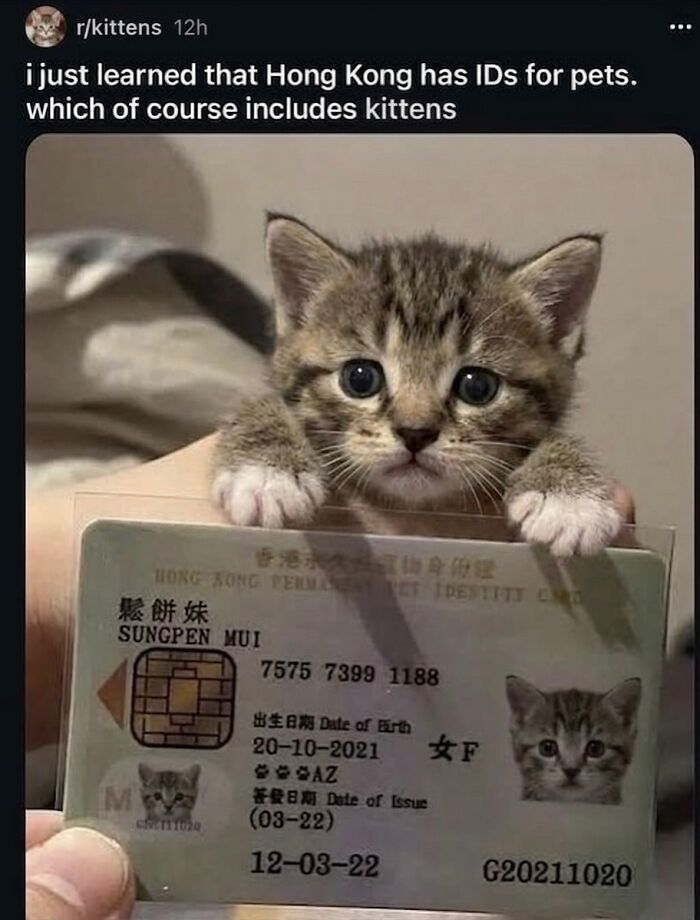 ‘Soft Cat Memes’: 42 Cute And Hilarious Pics for Your Daily Dose Of Feline Fun (New Pics) ‘Soft Cat Memes’: 42 Cute And Hilarious Pics for Your Daily Dose Of Feline Fun (New Pics)