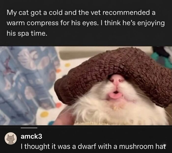 ‘Soft Cat Memes’: 42 Cute And Hilarious Pics for Your Daily Dose Of Feline Fun (New Pics) ‘Soft Cat Memes’: 42 Cute And Hilarious Pics for Your Daily Dose Of Feline Fun (New Pics)