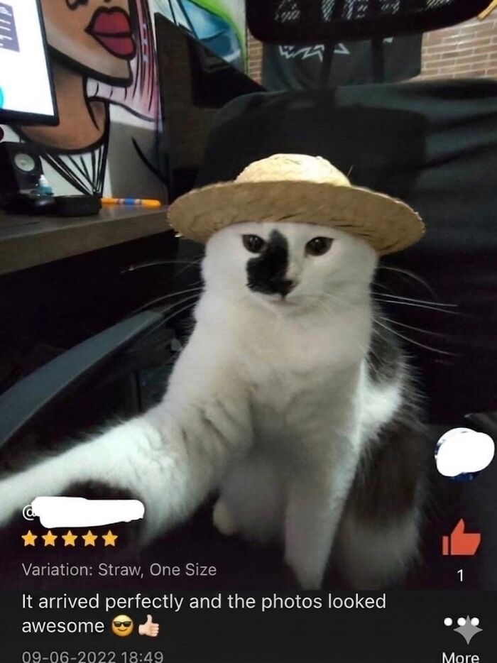 ‘Soft Cat Memes’: 42 Cute And Hilarious Pics for Your Daily Dose Of Feline Fun (New Pics) ‘Soft Cat Memes’: 42 Cute And Hilarious Pics for Your Daily Dose Of Feline Fun (New Pics)
