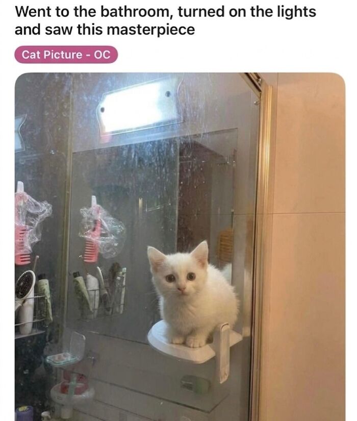 ‘Soft Cat Memes’: 42 Cute And Hilarious Pics for Your Daily Dose Of Feline Fun (New Pics) ‘Soft Cat Memes’: 42 Cute And Hilarious Pics for Your Daily Dose Of Feline Fun (New Pics)