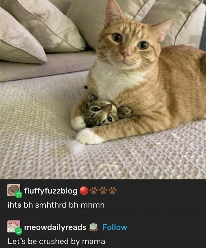 ‘Soft Cat Memes’: 42 Cute And Hilarious Pics for Your Daily Dose Of Feline Fun (New Pics) ‘Soft Cat Memes’: 42 Cute And Hilarious Pics for Your Daily Dose Of Feline Fun (New Pics)