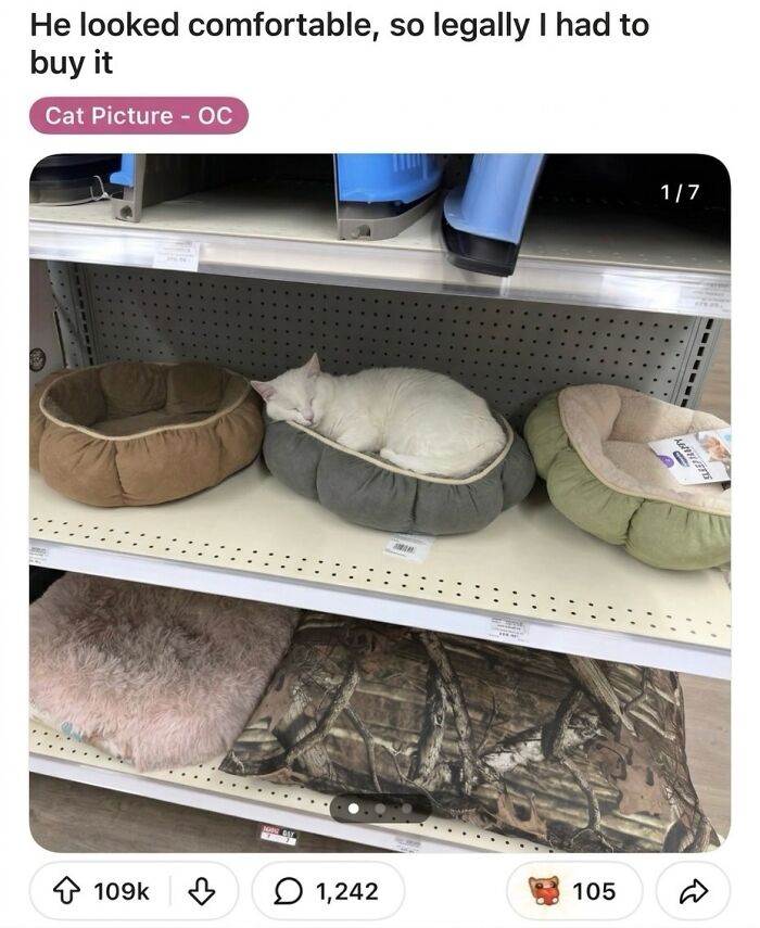 ‘Soft Cat Memes’: 42 Cute And Hilarious Pics for Your Daily Dose Of Feline Fun (New Pics) ‘Soft Cat Memes’: 42 Cute And Hilarious Pics for Your Daily Dose Of Feline Fun (New Pics)