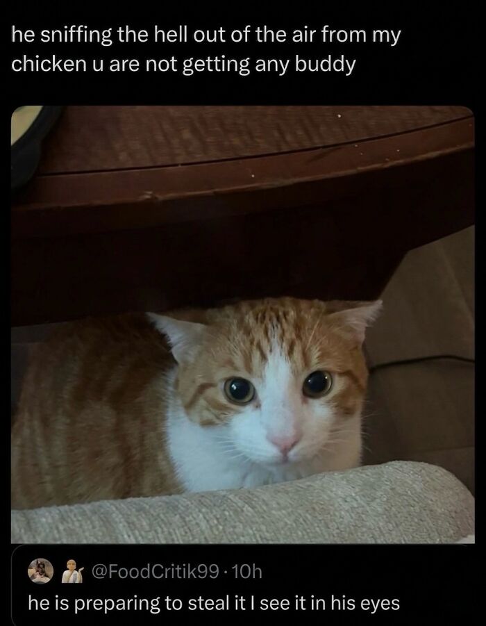‘Soft Cat Memes’: 42 Cute And Hilarious Pics for Your Daily Dose Of Feline Fun (New Pics) ‘Soft Cat Memes’: 42 Cute And Hilarious Pics for Your Daily Dose Of Feline Fun (New Pics)
