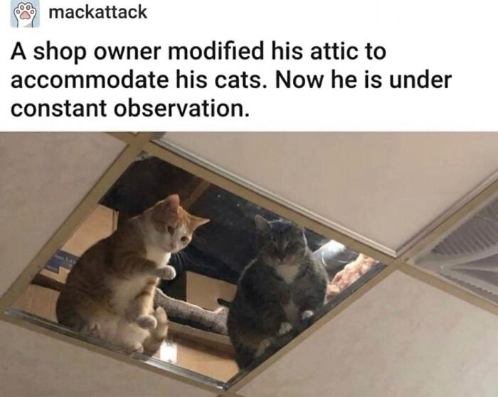 ‘Soft Cat Memes’: 42 Cute And Hilarious Pics for Your Daily Dose Of Feline Fun (New Pics) ‘Soft Cat Memes’: 42 Cute And Hilarious Pics for Your Daily Dose Of Feline Fun (New Pics)