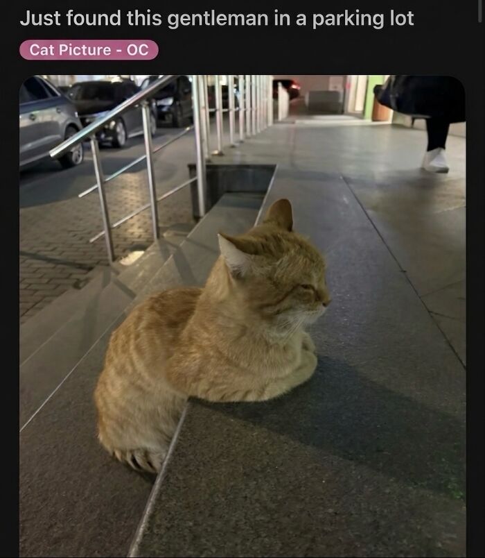‘Soft Cat Memes’: 42 Cute And Hilarious Pics for Your Daily Dose Of Feline Fun (New Pics) ‘Soft Cat Memes’: 42 Cute And Hilarious Pics for Your Daily Dose Of Feline Fun (New Pics)