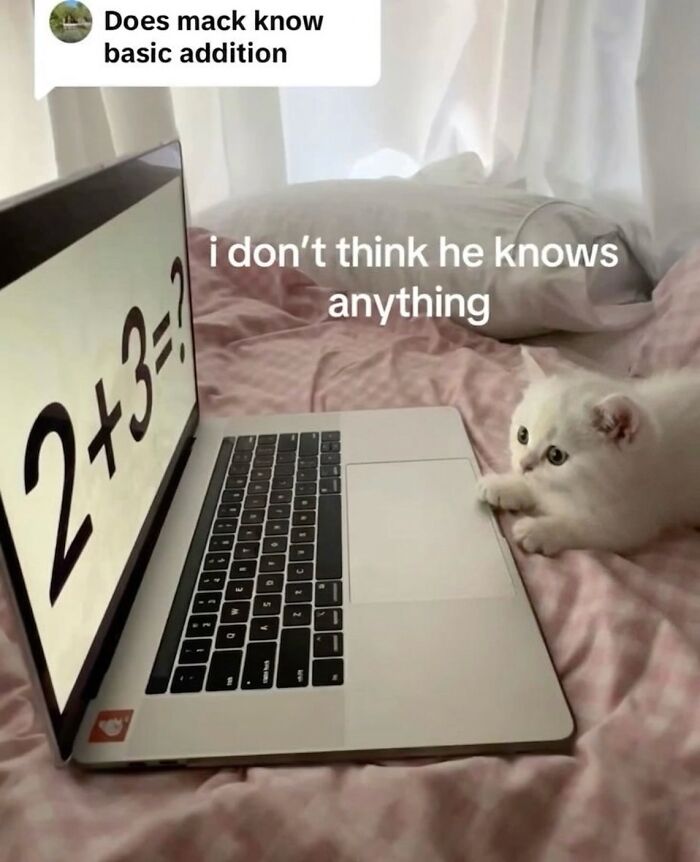 ‘Soft Cat Memes’: 42 Cute And Hilarious Pics for Your Daily Dose Of Feline Fun (New Pics) ‘Soft Cat Memes’: 42 Cute And Hilarious Pics for Your Daily Dose Of Feline Fun (New Pics)