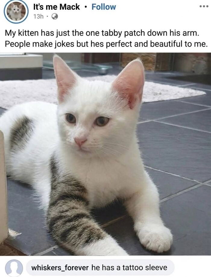 ‘Soft Cat Memes’: 42 Cute And Hilarious Pics for Your Daily Dose Of Feline Fun (New Pics) ‘Soft Cat Memes’: 42 Cute And Hilarious Pics for Your Daily Dose Of Feline Fun (New Pics)