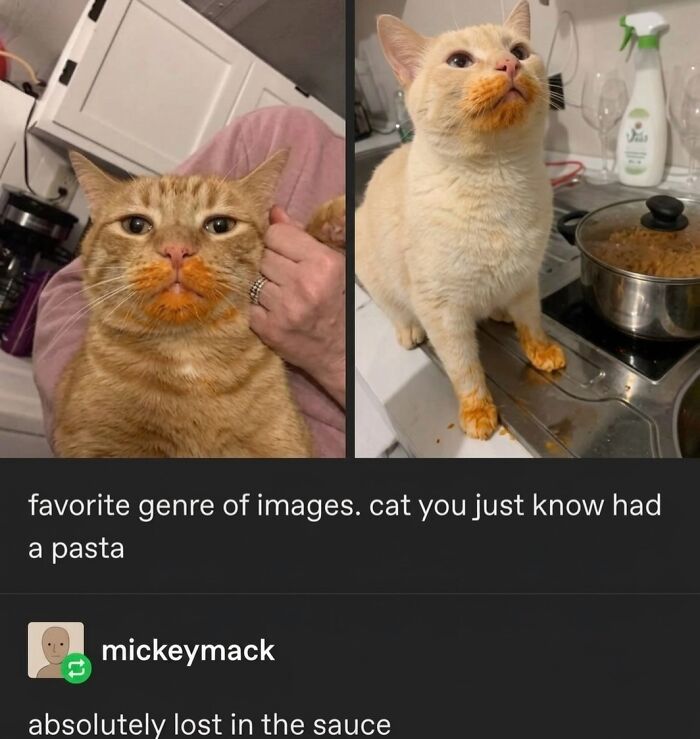 ‘Soft Cat Memes’: 42 Cute And Hilarious Pics for Your Daily Dose Of Feline Fun (New Pics) ‘Soft Cat Memes’: 42 Cute And Hilarious Pics for Your Daily Dose Of Feline Fun (New Pics)