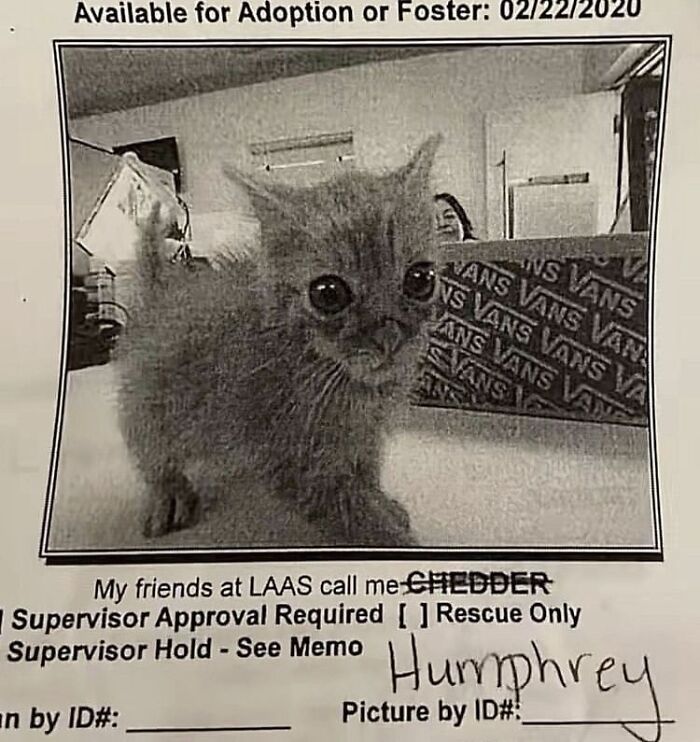 ‘Soft Cat Memes’: 42 Cute And Hilarious Pics for Your Daily Dose Of Feline Fun (New Pics) ‘Soft Cat Memes’: 42 Cute And Hilarious Pics for Your Daily Dose Of Feline Fun (New Pics)
