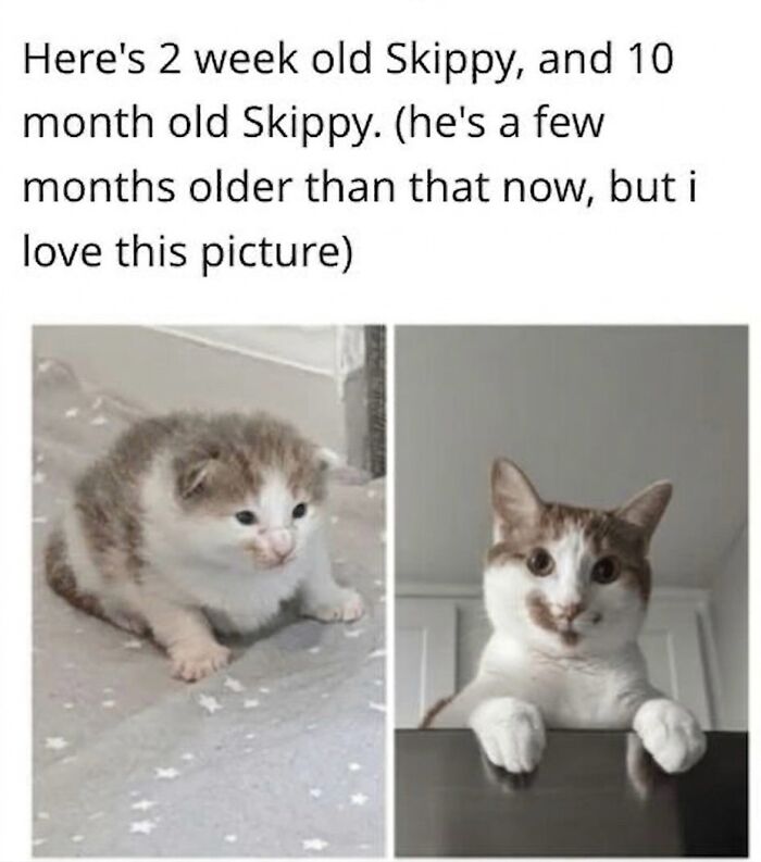 ‘Soft Cat Memes’: 42 Cute And Hilarious Pics for Your Daily Dose Of Feline Fun (New Pics) ‘Soft Cat Memes’: 42 Cute And Hilarious Pics for Your Daily Dose Of Feline Fun (New Pics)