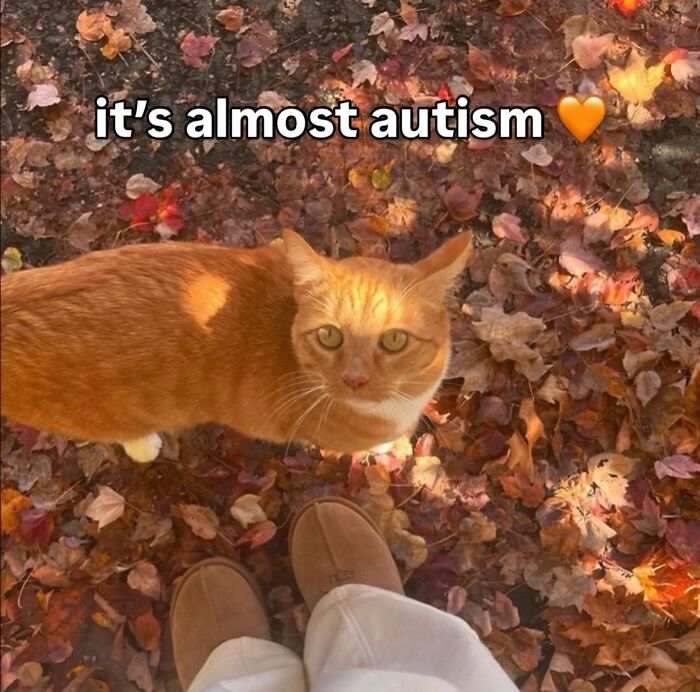 ‘Soft Cat Memes’: 42 Cute And Hilarious Pics for Your Daily Dose Of Feline Fun (New Pics) ‘Soft Cat Memes’: 42 Cute And Hilarious Pics for Your Daily Dose Of Feline Fun (New Pics)