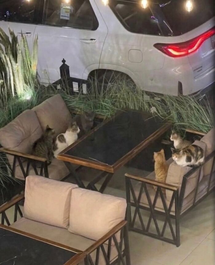 ‘Soft Cat Memes’: 42 Cute And Hilarious Pics for Your Daily Dose Of Feline Fun (New Pics) ‘Soft Cat Memes’: 42 Cute And Hilarious Pics for Your Daily Dose Of Feline Fun (New Pics)