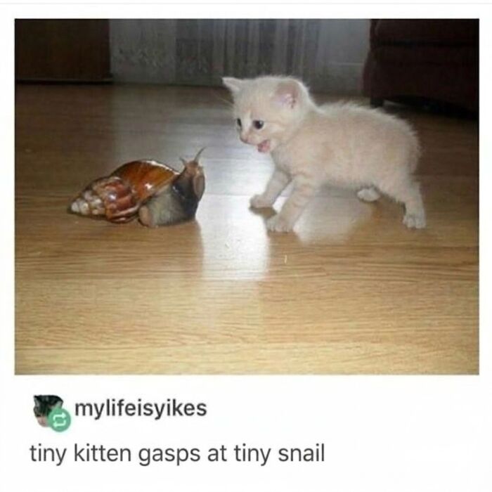 ‘Soft Cat Memes’: 42 Cute And Hilarious Pics for Your Daily Dose Of Feline Fun (New Pics) ‘Soft Cat Memes’: 42 Cute And Hilarious Pics for Your Daily Dose Of Feline Fun (New Pics)