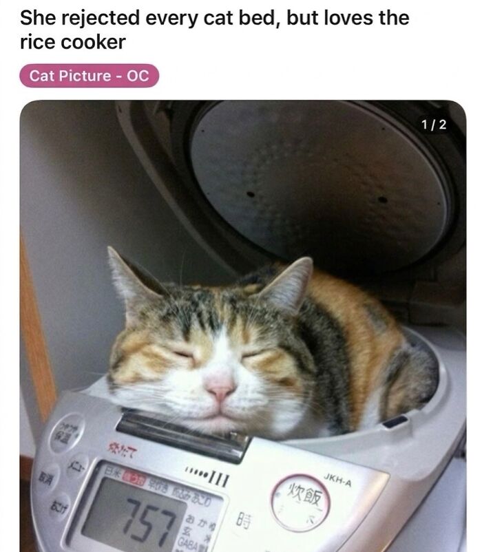 ‘Soft Cat Memes’: 42 Cute And Hilarious Pics for Your Daily Dose Of Feline Fun (New Pics) ‘Soft Cat Memes’: 42 Cute And Hilarious Pics for Your Daily Dose Of Feline Fun (New Pics)