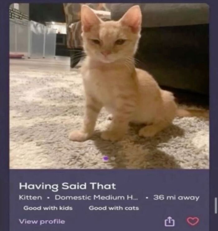 ‘Soft Cat Memes’: 42 Cute And Hilarious Pics for Your Daily Dose Of Feline Fun (New Pics) ‘Soft Cat Memes’: 42 Cute And Hilarious Pics for Your Daily Dose Of Feline Fun (New Pics)