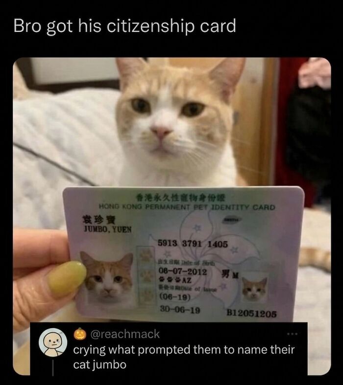 ‘Soft Cat Memes’: 42 Cute And Hilarious Pics for Your Daily Dose Of Feline Fun (New Pics) ‘Soft Cat Memes’: 42 Cute And Hilarious Pics for Your Daily Dose Of Feline Fun (New Pics)