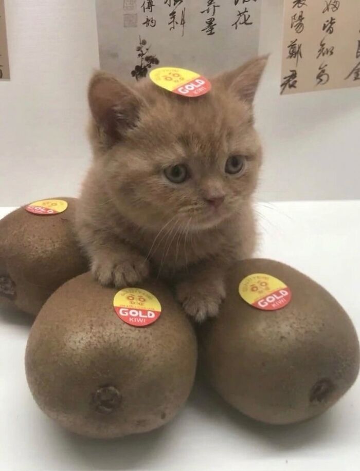 ‘Soft Cat Memes’: 42 Cute And Hilarious Pics for Your Daily Dose Of Feline Fun (New Pics) ‘Soft Cat Memes’: 42 Cute And Hilarious Pics for Your Daily Dose Of Feline Fun (New Pics)