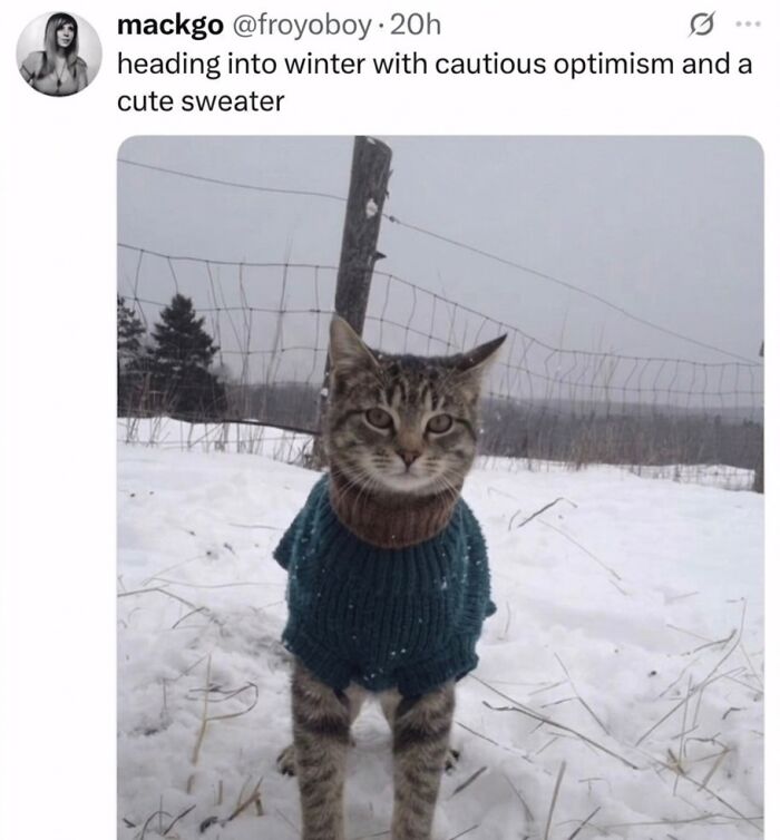 ‘Soft Cat Memes’: 42 Cute And Hilarious Pics for Your Daily Dose Of Feline Fun (New Pics) ‘Soft Cat Memes’: 42 Cute And Hilarious Pics for Your Daily Dose Of Feline Fun (New Pics)