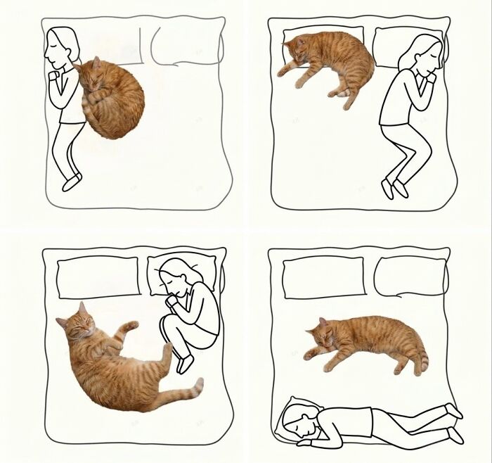 ‘Soft Cat Memes’: 42 Cute And Hilarious Pics for Your Daily Dose Of Feline Fun (New Pics) ‘Soft Cat Memes’: 42 Cute And Hilarious Pics for Your Daily Dose Of Feline Fun (New Pics)