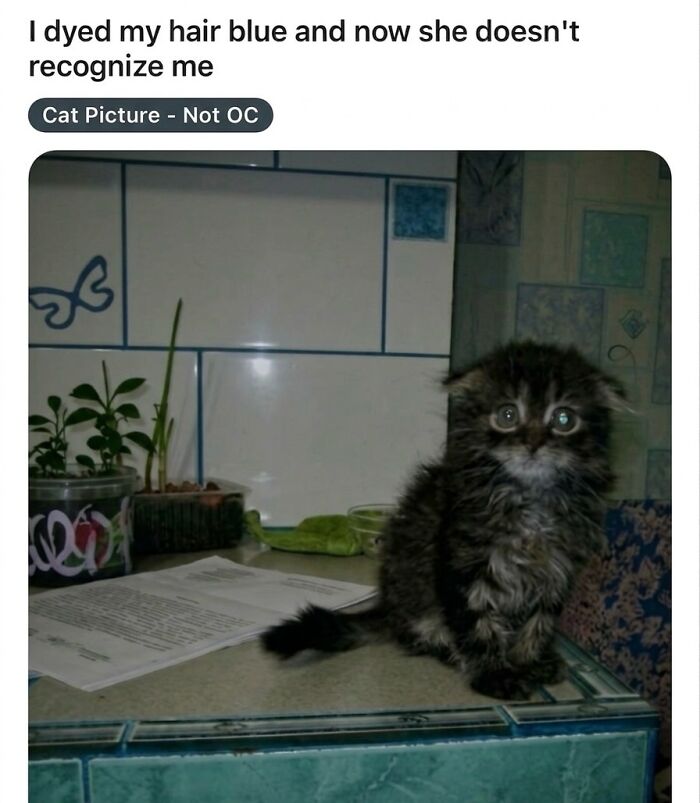‘Soft Cat Memes’: 42 Cute And Hilarious Pics for Your Daily Dose Of Feline Fun (New Pics) ‘Soft Cat Memes’: 42 Cute And Hilarious Pics for Your Daily Dose Of Feline Fun (New Pics)
