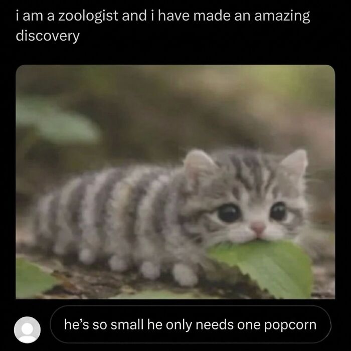 ‘Soft Cat Memes’: 42 Cute And Hilarious Pics for Your Daily Dose Of Feline Fun (New Pics) ‘Soft Cat Memes’: 42 Cute And Hilarious Pics for Your Daily Dose Of Feline Fun (New Pics)