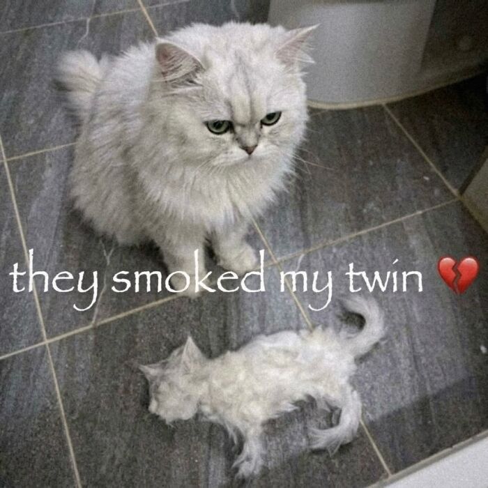 ‘Soft Cat Memes’: 42 Cute And Hilarious Pics for Your Daily Dose Of Feline Fun (New Pics) ‘Soft Cat Memes’: 42 Cute And Hilarious Pics for Your Daily Dose Of Feline Fun (New Pics)