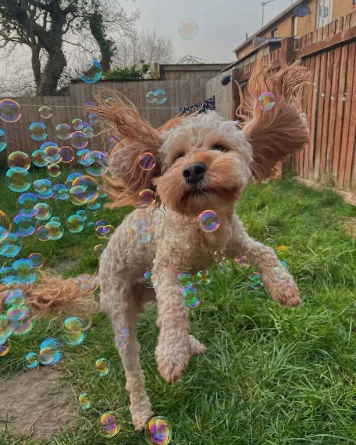 64 Animals Caught On Camera Being Cute, Funny, And Completely Unbothered, As Shared By This Community 64 Animals Caught On Camera Being Cute, Funny, And Completely Unbothered, As Shared By This Community