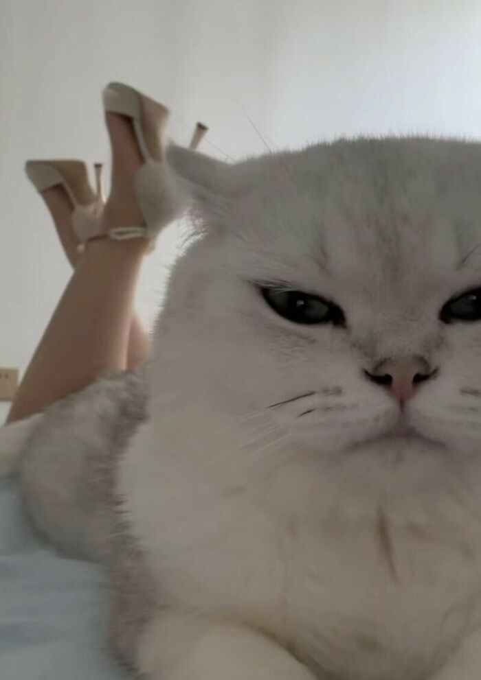 64 Animals Caught On Camera Being Cute, Funny, And Completely Unbothered, As Shared By This Community 64 Animals Caught On Camera Being Cute, Funny, And Completely Unbothered, As Shared By This Community