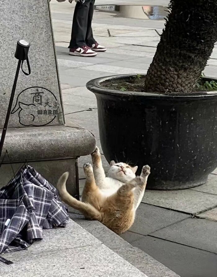 64 Animals Caught On Camera Being Cute, Funny, And Completely Unbothered, As Shared By This Community 64 Animals Caught On Camera Being Cute, Funny, And Completely Unbothered, As Shared By This Community