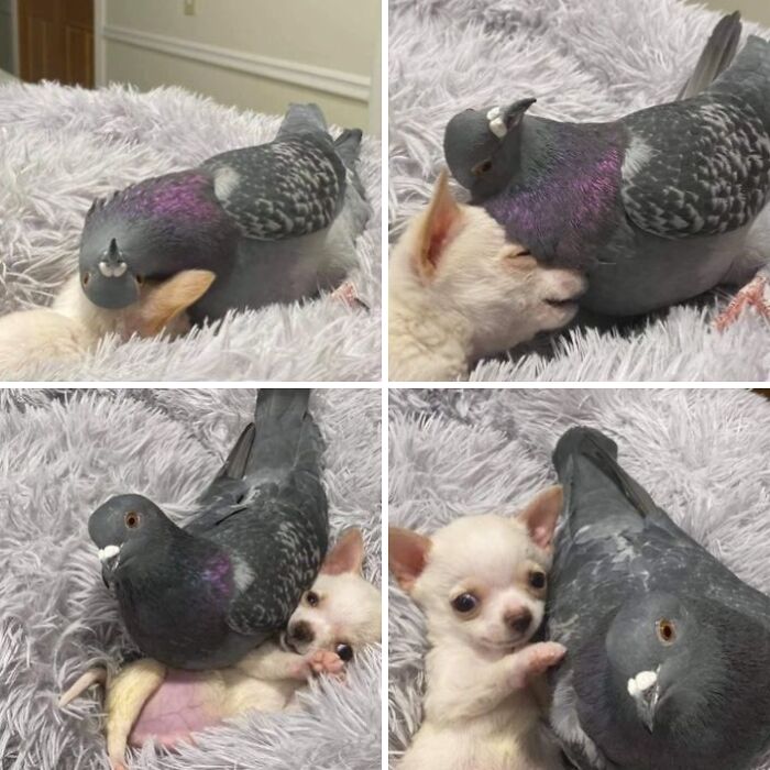 64 Animals Caught On Camera Being Cute, Funny, And Completely Unbothered, As Shared By This Community 64 Animals Caught On Camera Being Cute, Funny, And Completely Unbothered, As Shared By This Community